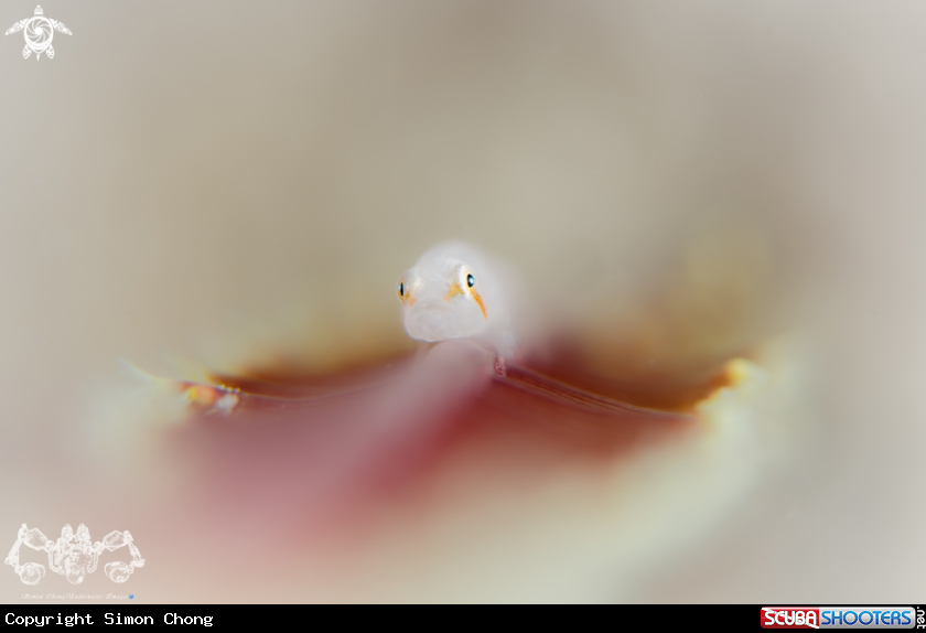 A Seapen Goby 