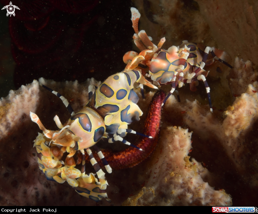 A Harlequin shrimp