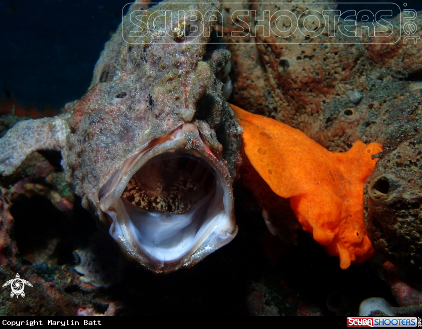 A Frogfish
