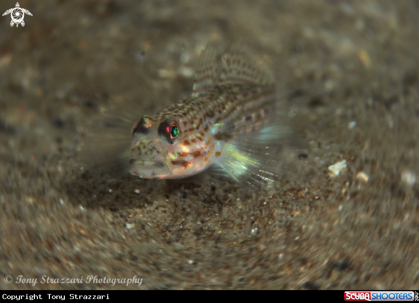 A Sand Goby