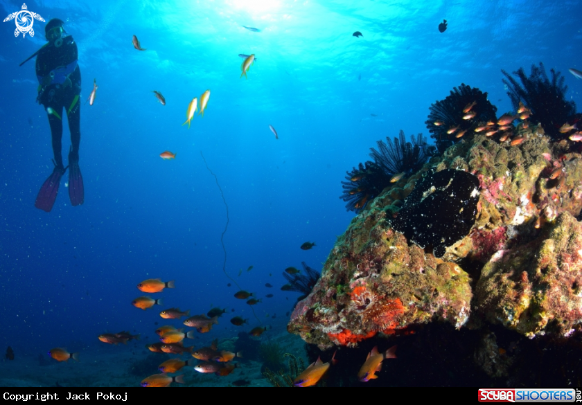 A Giant Frogfish