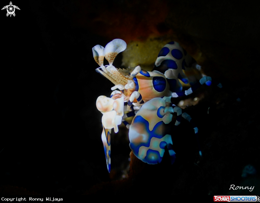 A Harlequin Shrimp