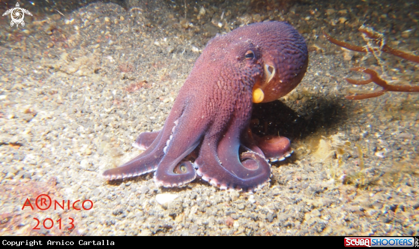 A underwater creature