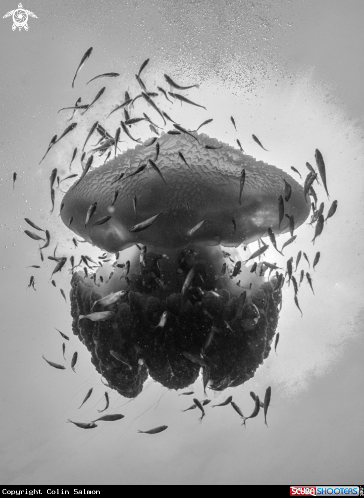 A Jellyfish