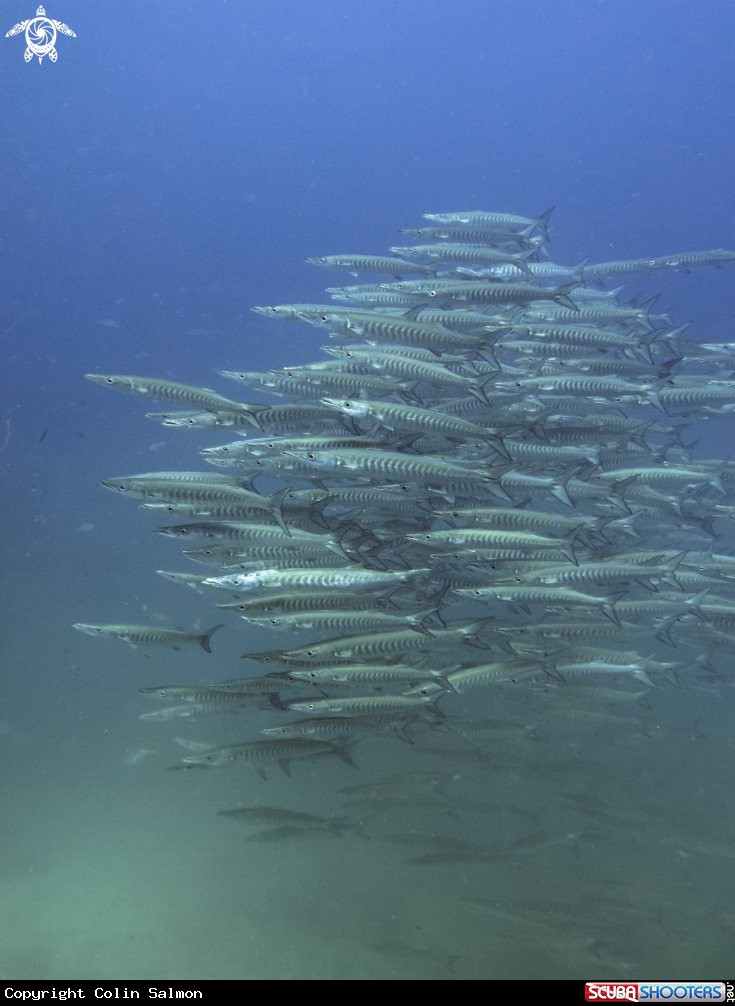 A Chevron barracuda