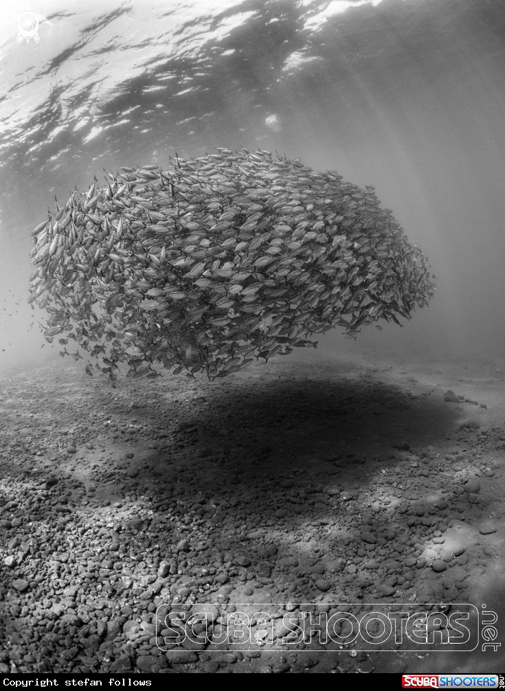 A Oxeye Scad