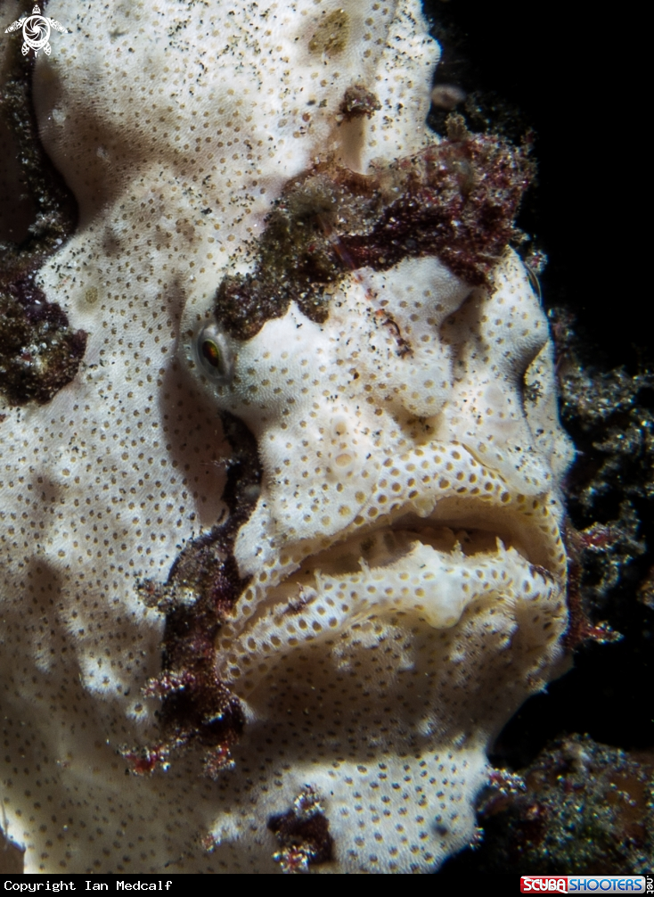 A Warty Frogfish
