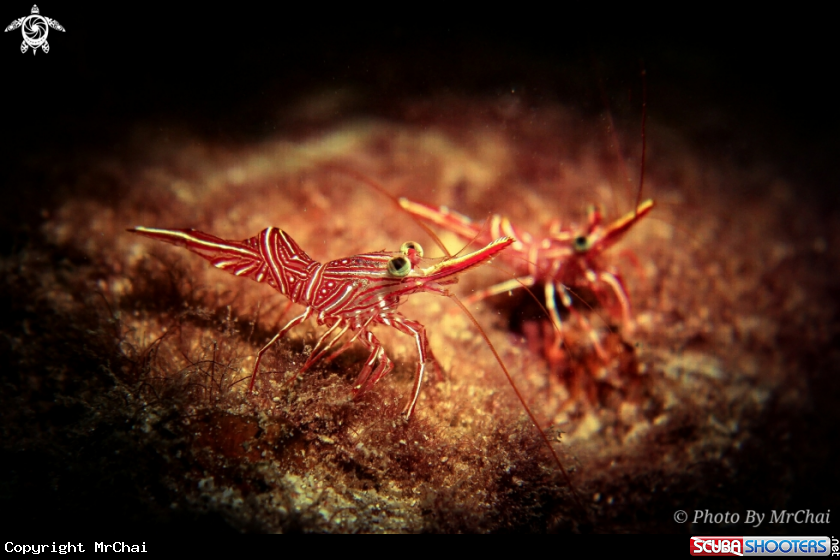 A Red army shrimp
