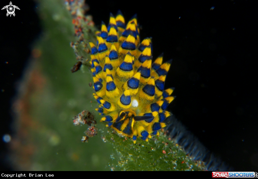 A Nudibranch