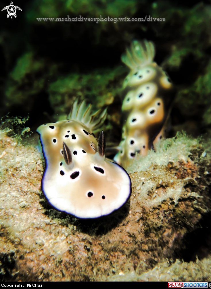 A Nudibranch