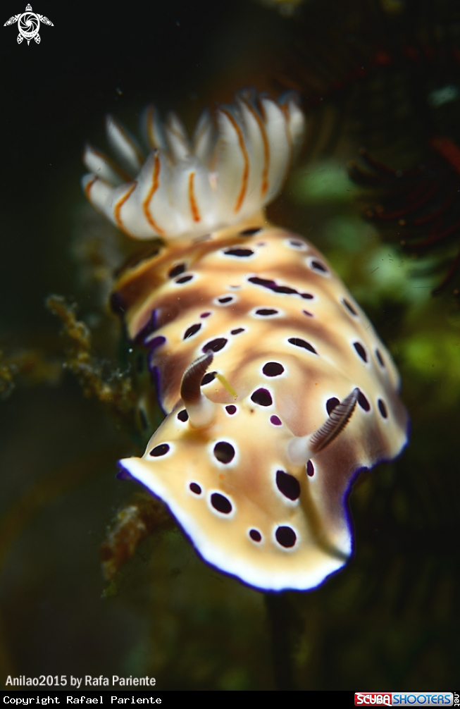A Nudi 