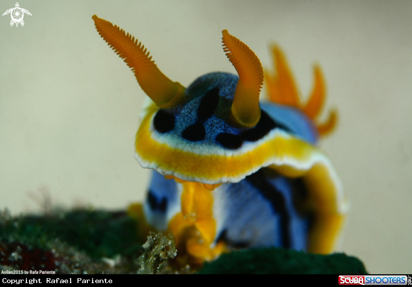 A Chromodoris
