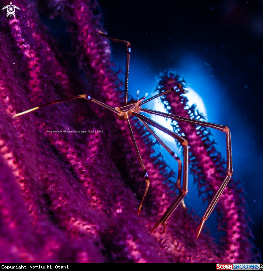 A Ortmann Squat lobster