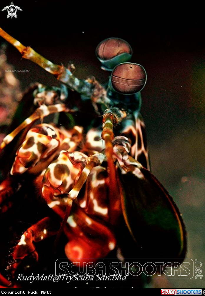 A peacock mantis shrimp