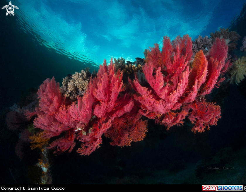 A Gorgonia