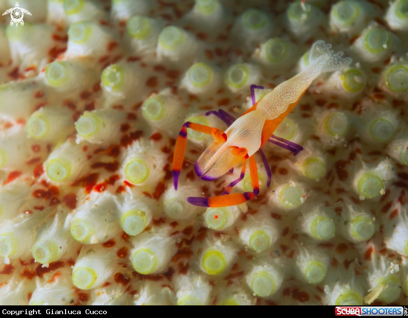 A Imperator Shrimp,Gamberetto imperatore