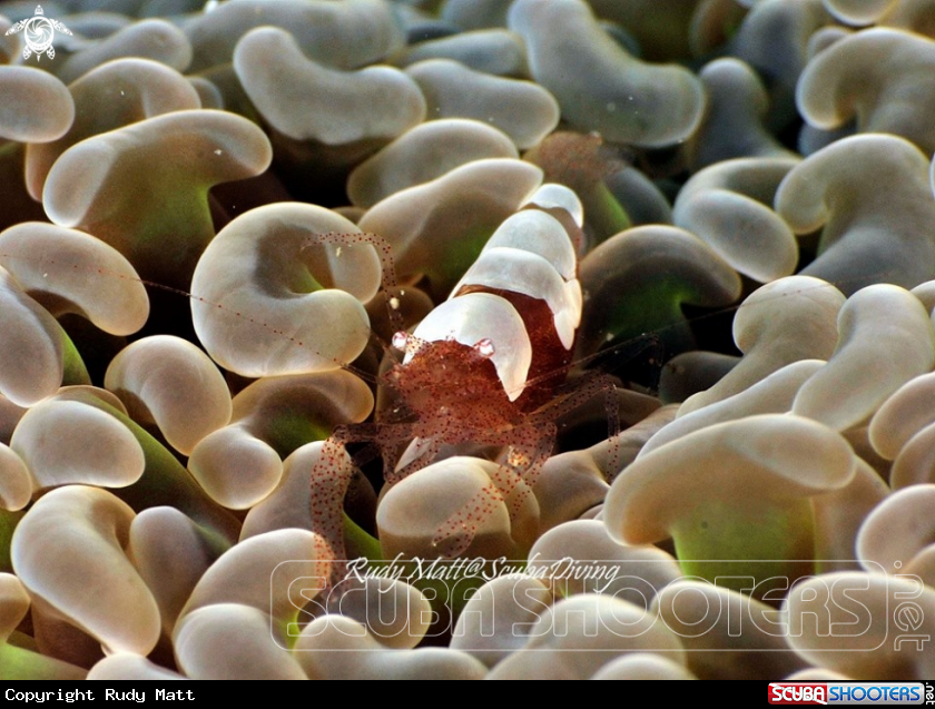 A Anemone shrimp