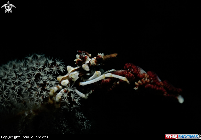 A Xeno Crab