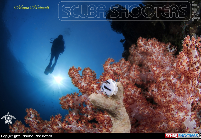 A Nudi, diver and softcoral