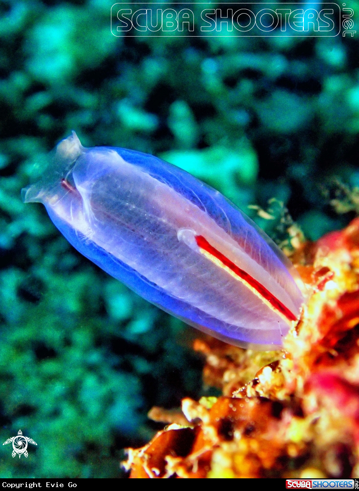 A Ascidians