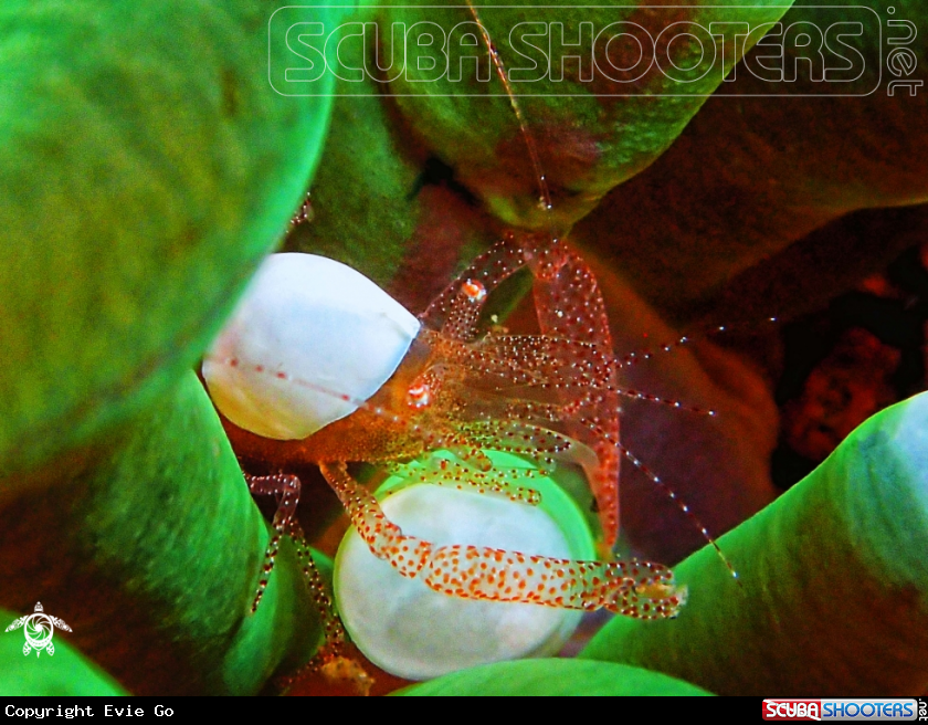 A Eggshell Shrimp