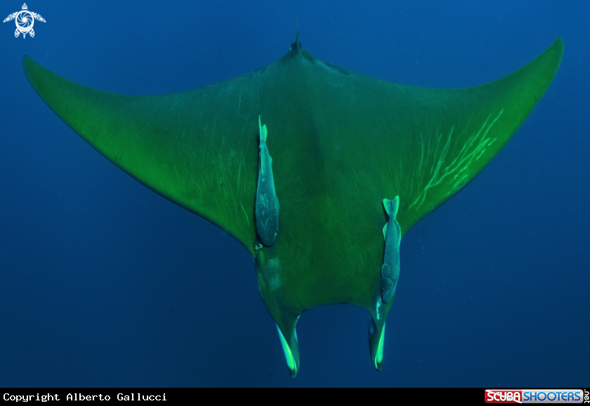 A mobula