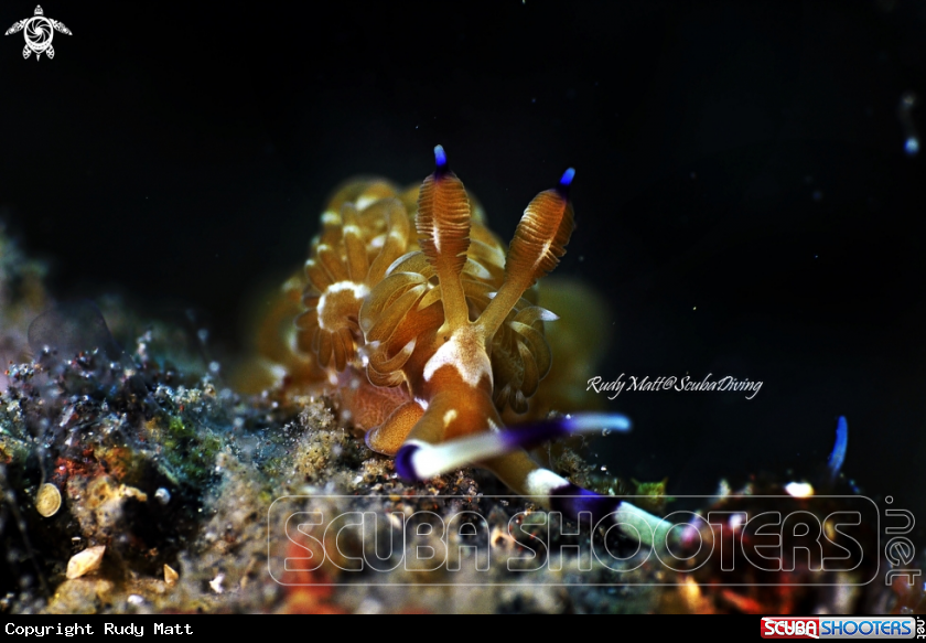 A Nudibranch