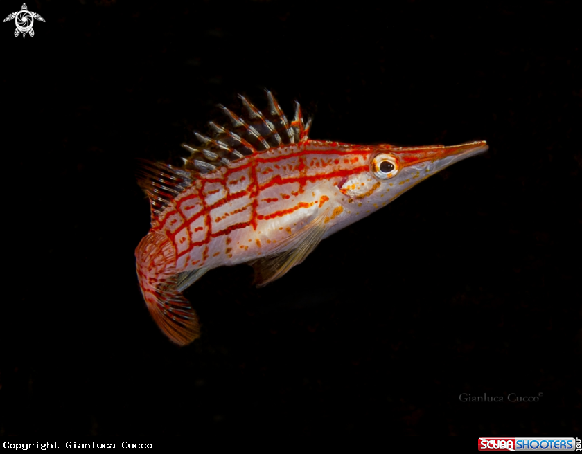 A Longnose Hawkfish,Pesce falco muso lungo