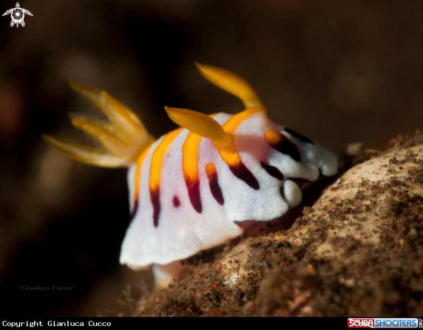 A  Nudibranch,Chromodoris roboi