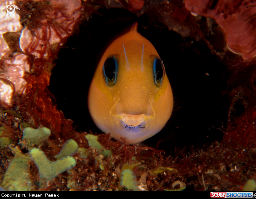 A Blenny