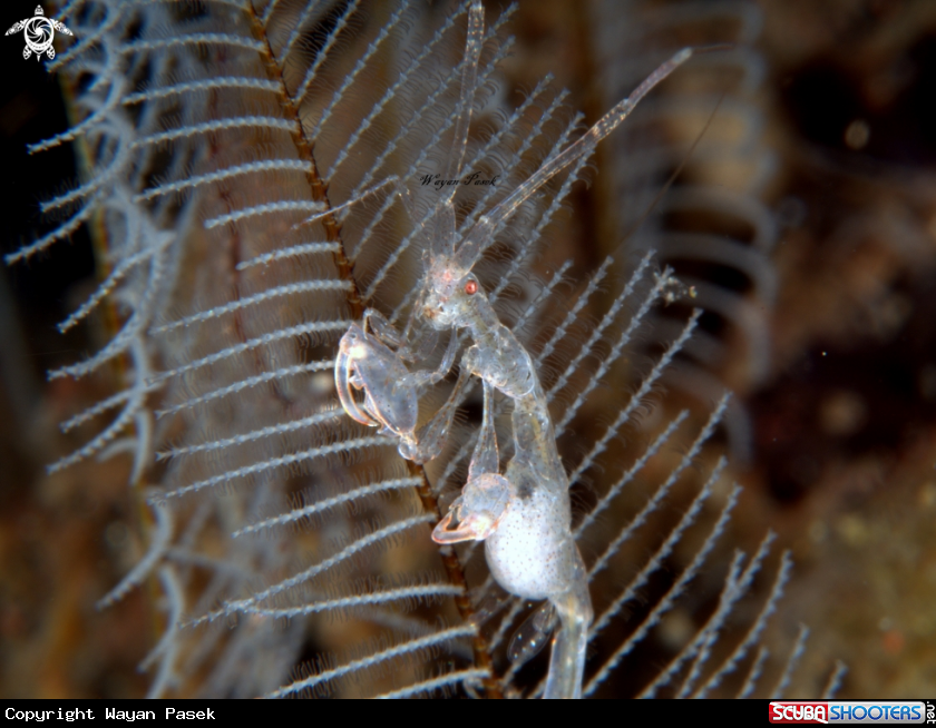 A Caprella sp