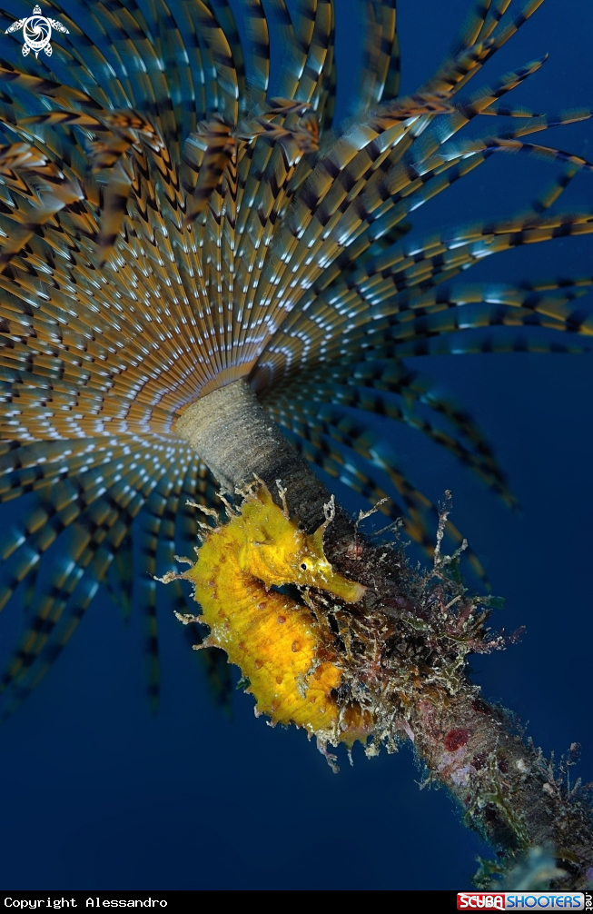 A Seahorse
