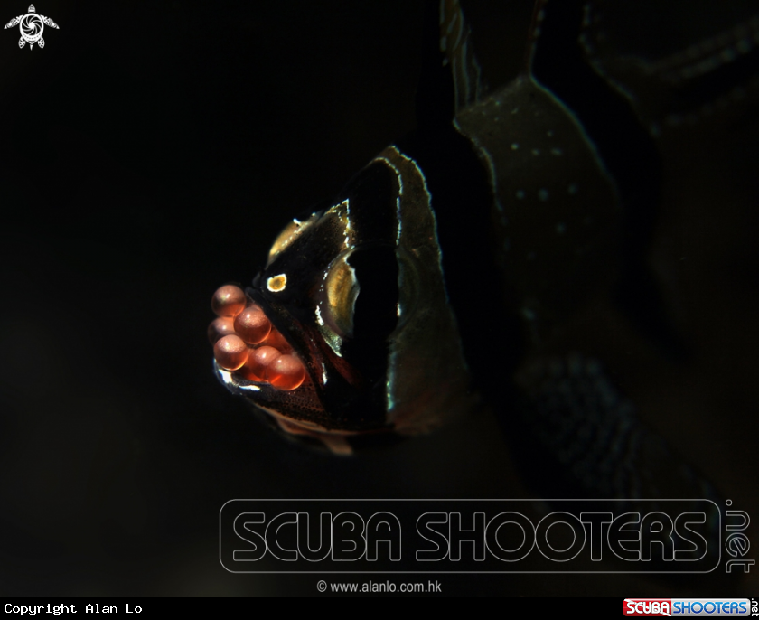 A banggai cardinal fish