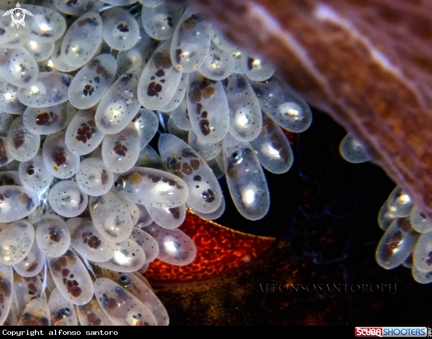 A octopus
