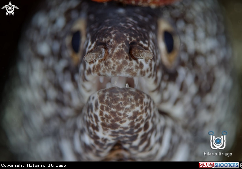 A Spotted Moray