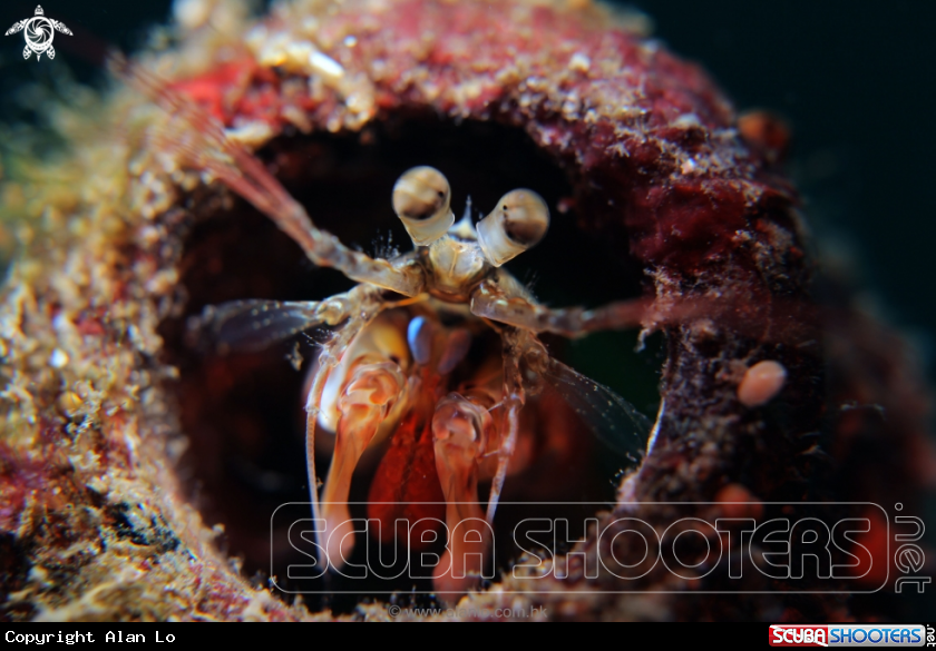 A juvenile mantis shrimp
