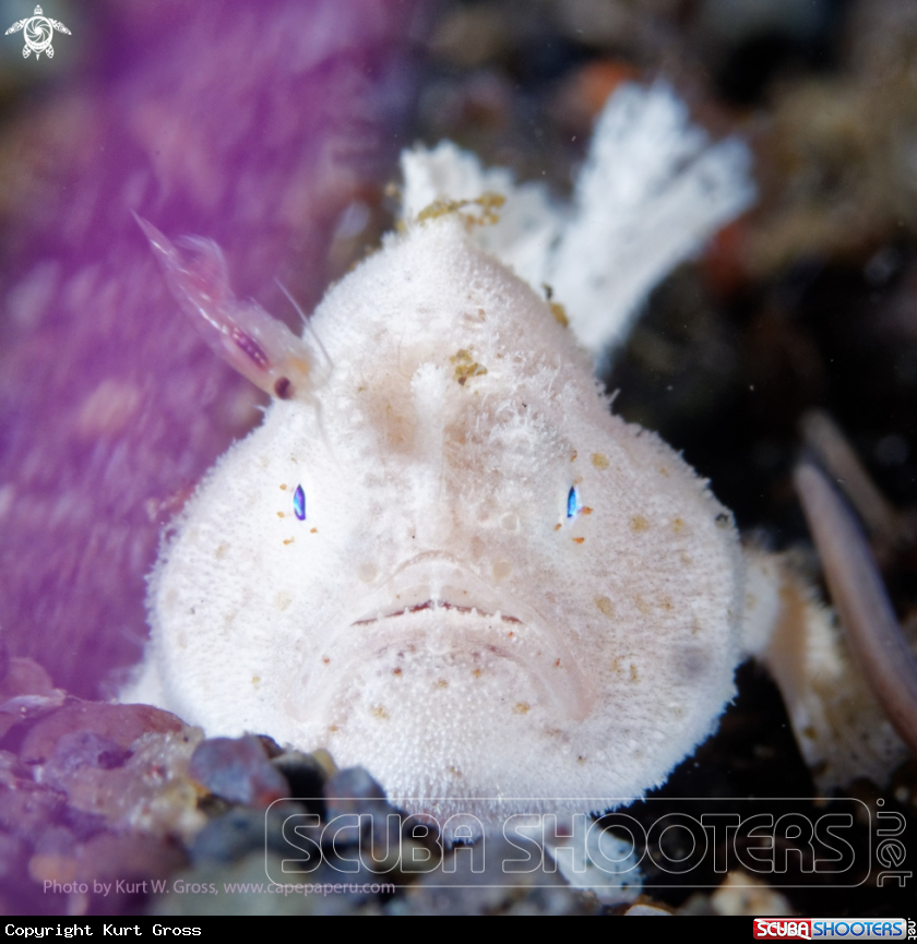 A Frogfish