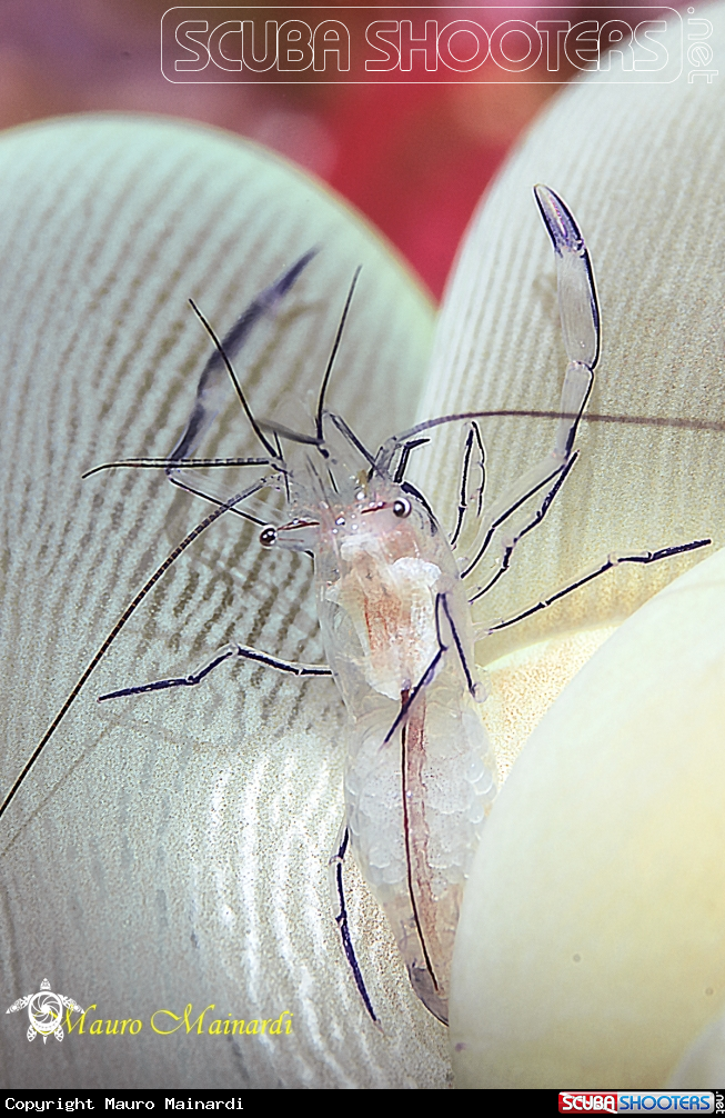 A Bubble coral shrimp
