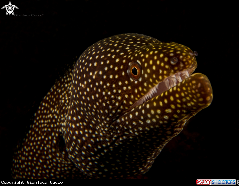 A white mouth moray,Murena bocca bianca.