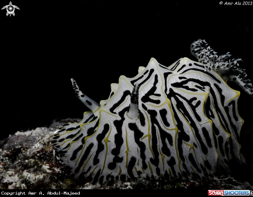 A Nudibranch