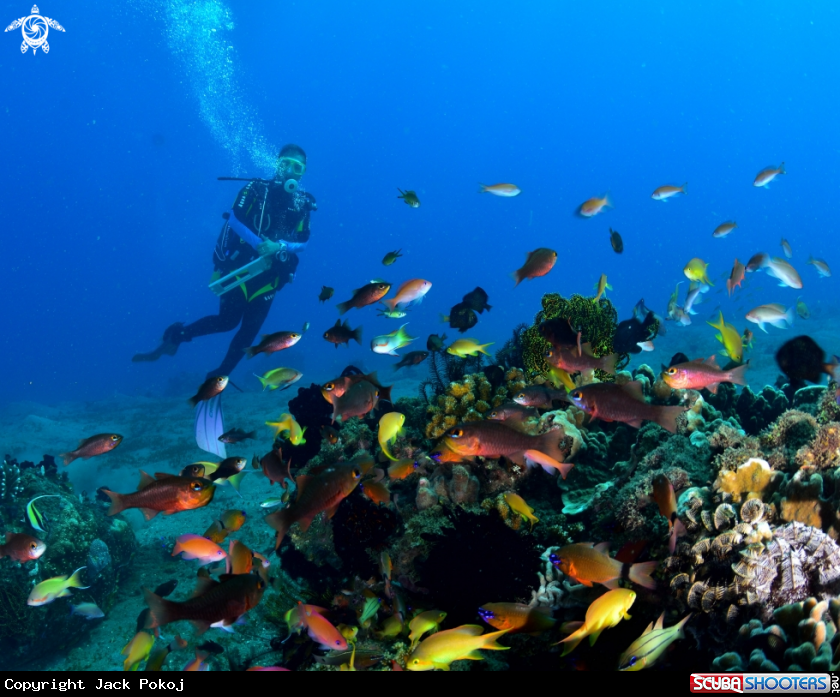 A Reef fish