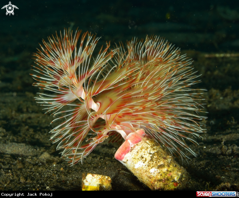 A Feather duster worm