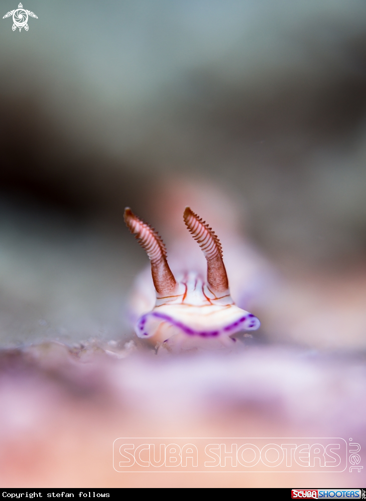 A Nudibranch