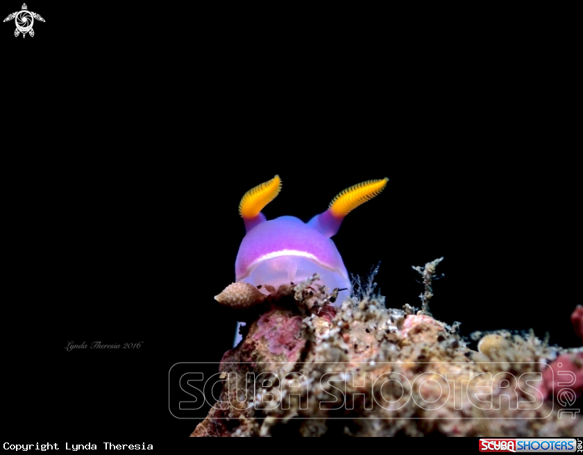 A Hypselodoris bullocki