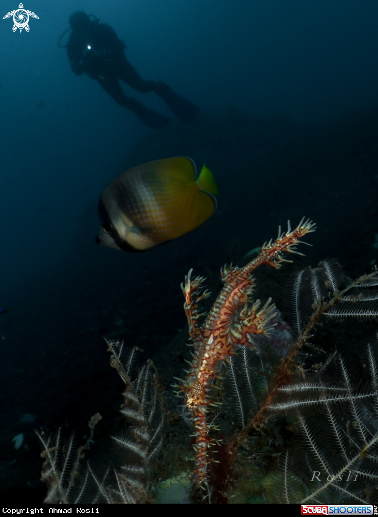 A Ghost Pipefish