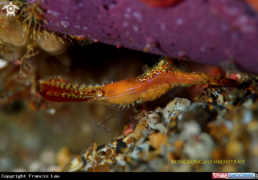 A Donald Duck Shrimp