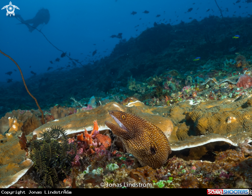A White mouth moray eel