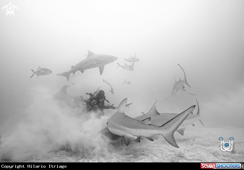 A Bull shark