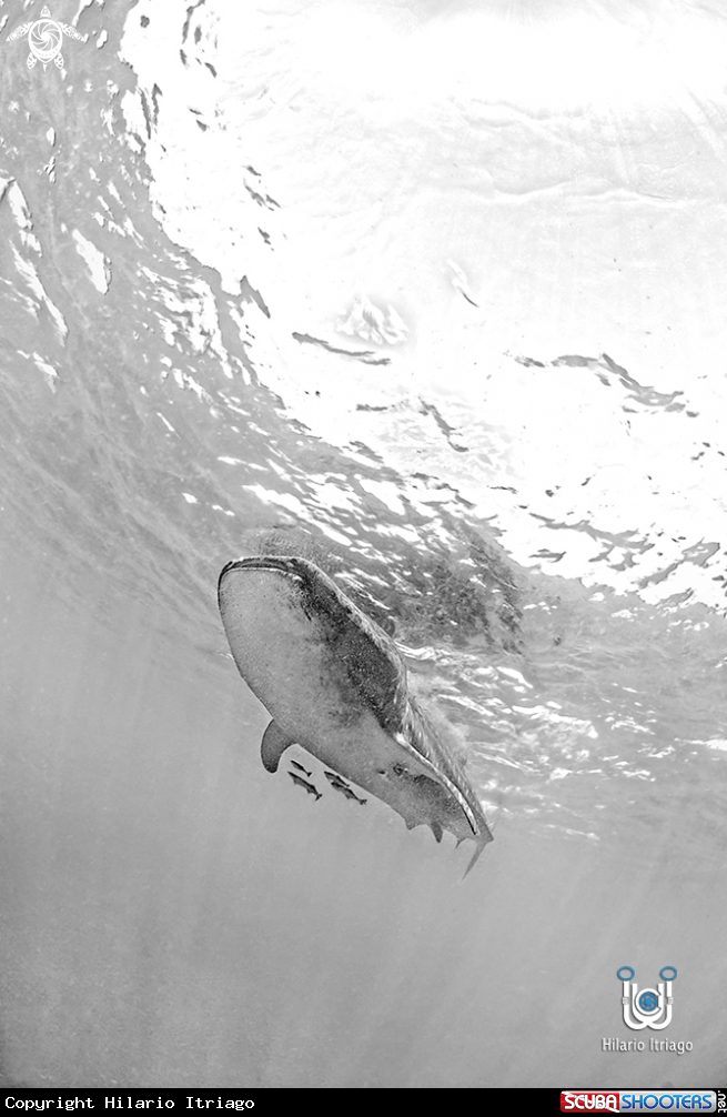 A Whale Shark