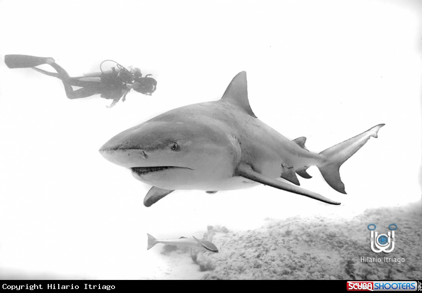 A Bull shark